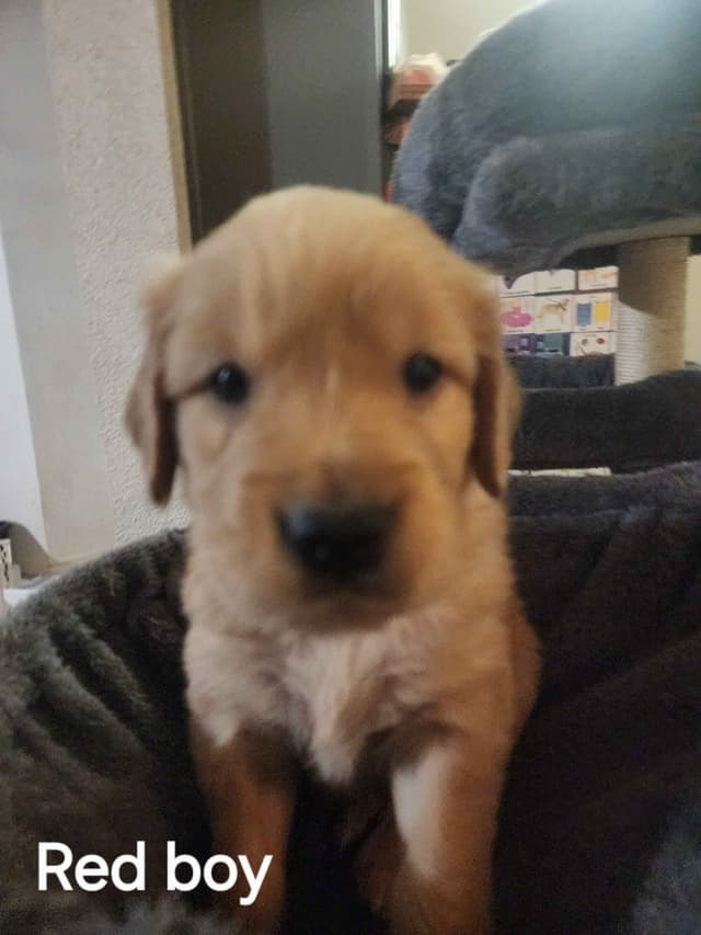 Golden Retriever Puppies media 7