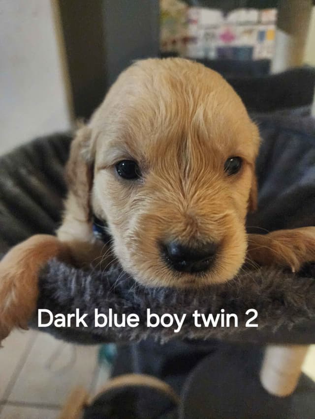Golden Retriever Puppies media 8