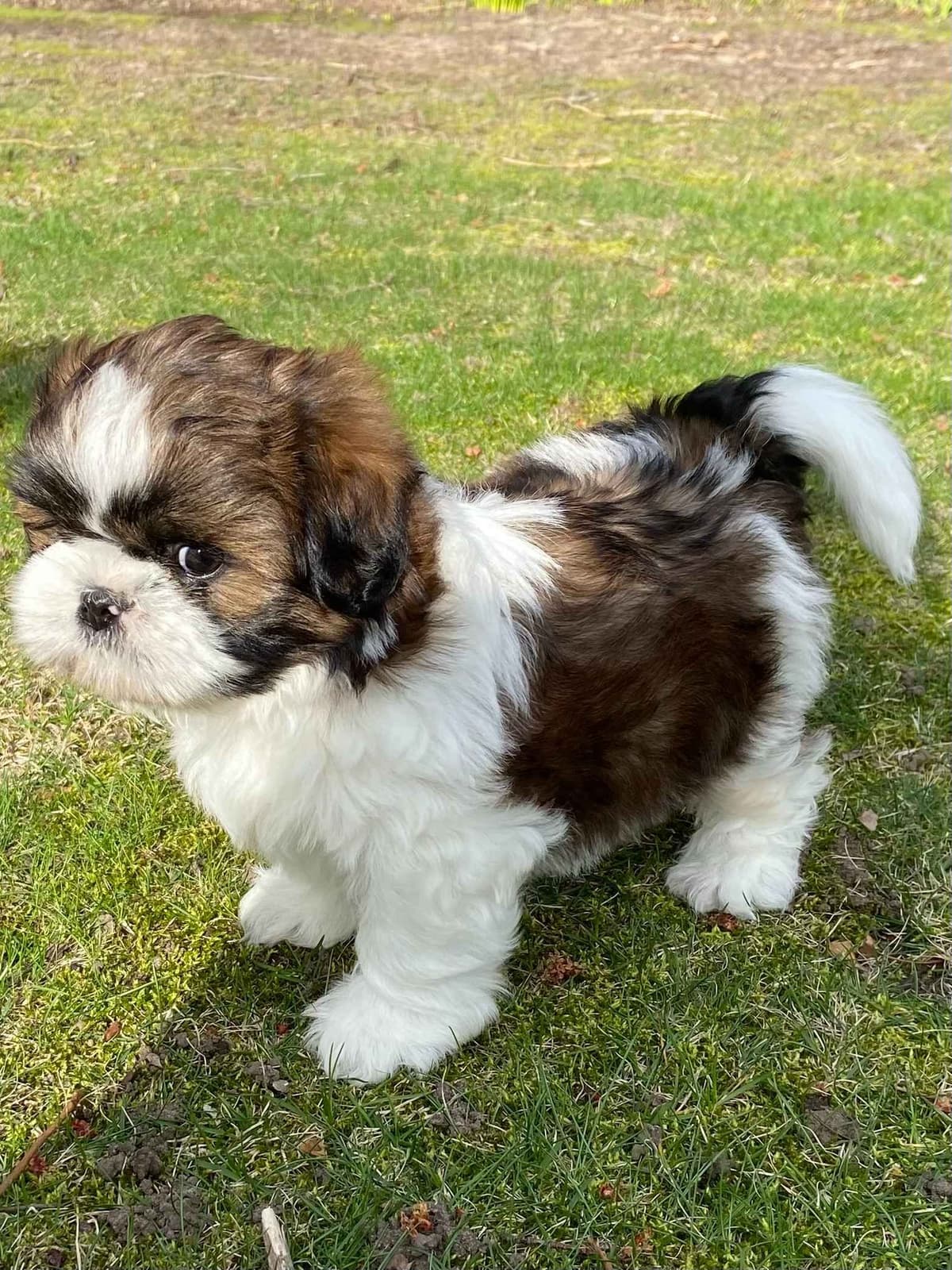 Shih Tzu Puppies breeder image 1