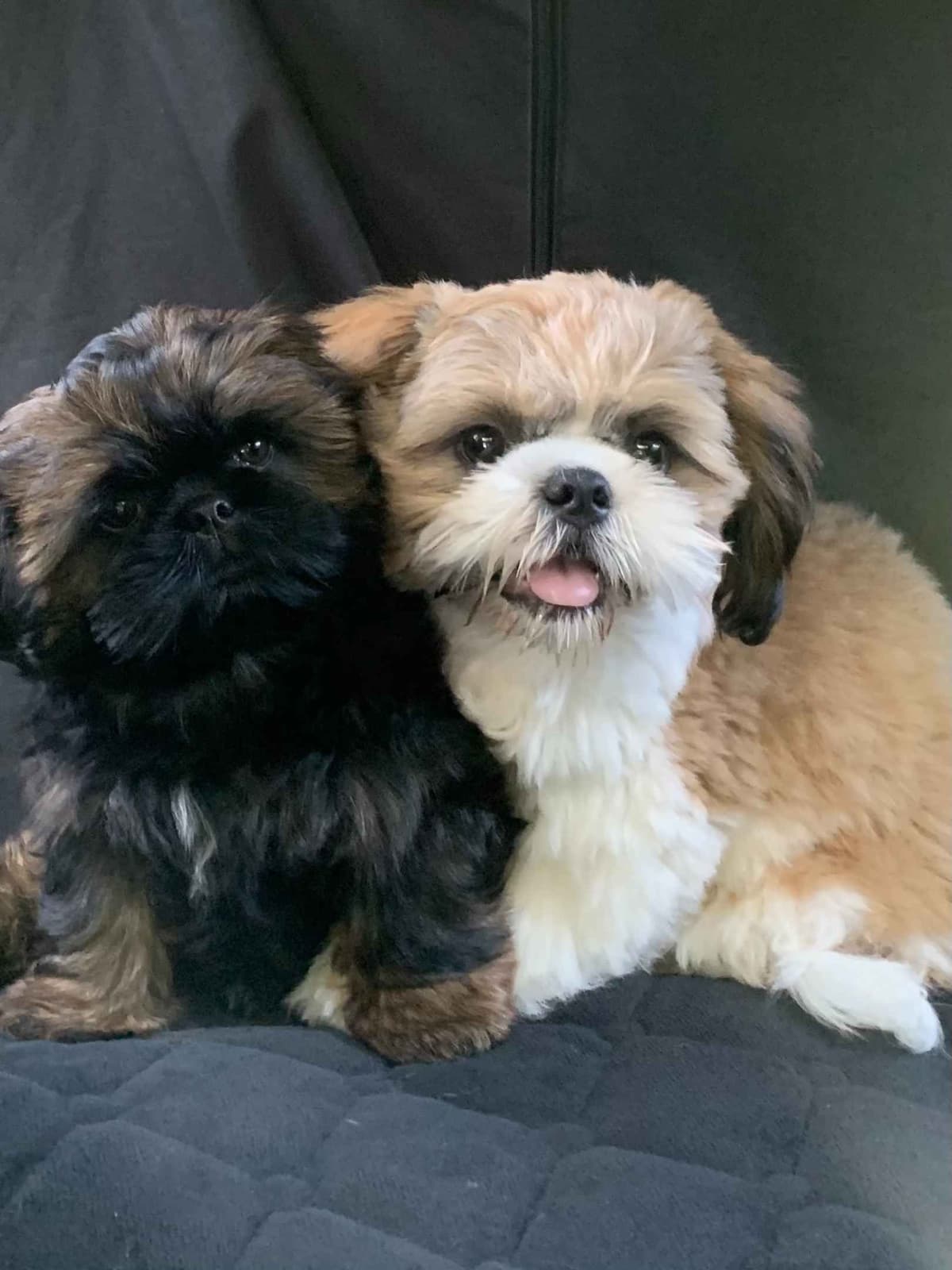 Shih Tzu Puppies breeder image 2