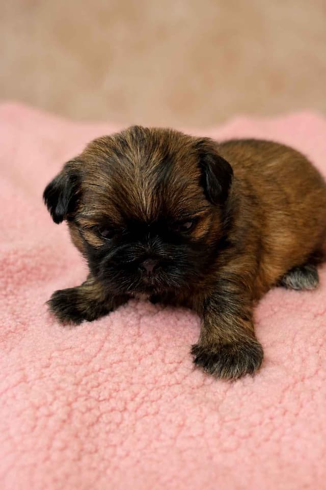 Shih Tzu Puppies media 2