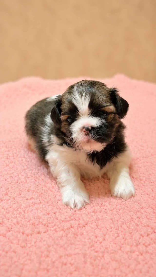 Shih Tzu Puppies media 5