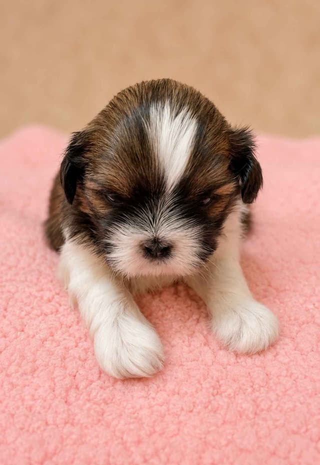 Shih Tzu Puppies media 4