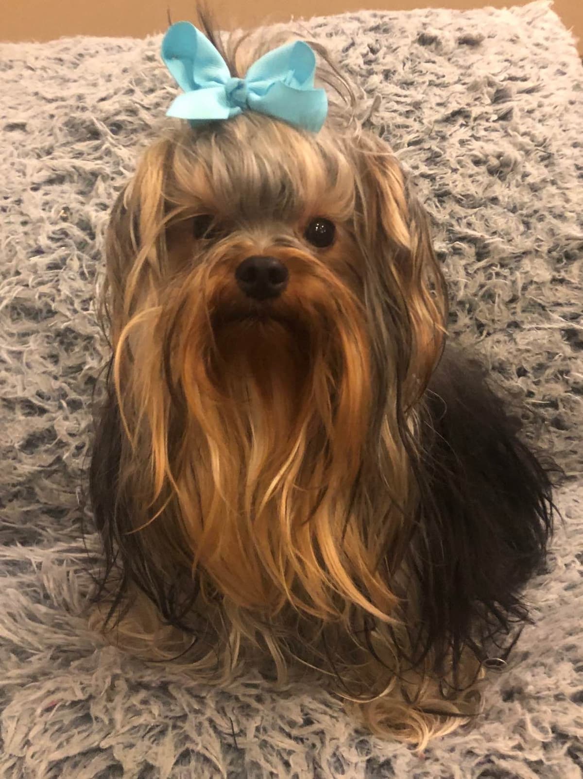 $1000. Ready now. Txt 337-343-0263 breeder image 4