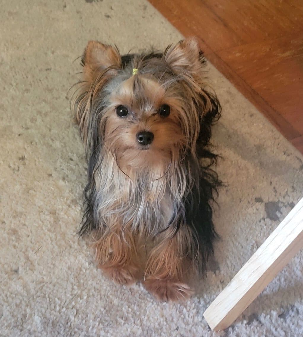 $1000. Ready now. Txt 337-343-0263 breeder image 8