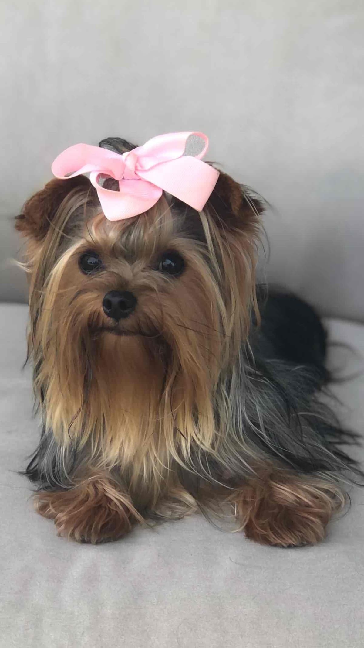 $1000. Ready now. Txt 337-343-0263 breeder image 9