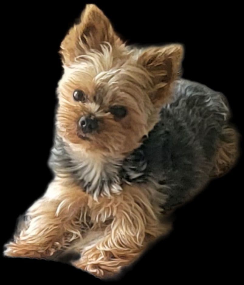 $1000. Ready now. Txt 337-343-0263 breeder image 14