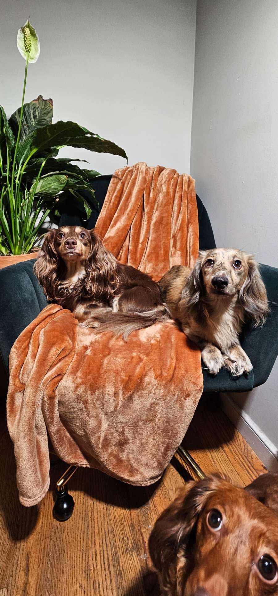 Long-haired mini Dachshund Puppies breeder image 1