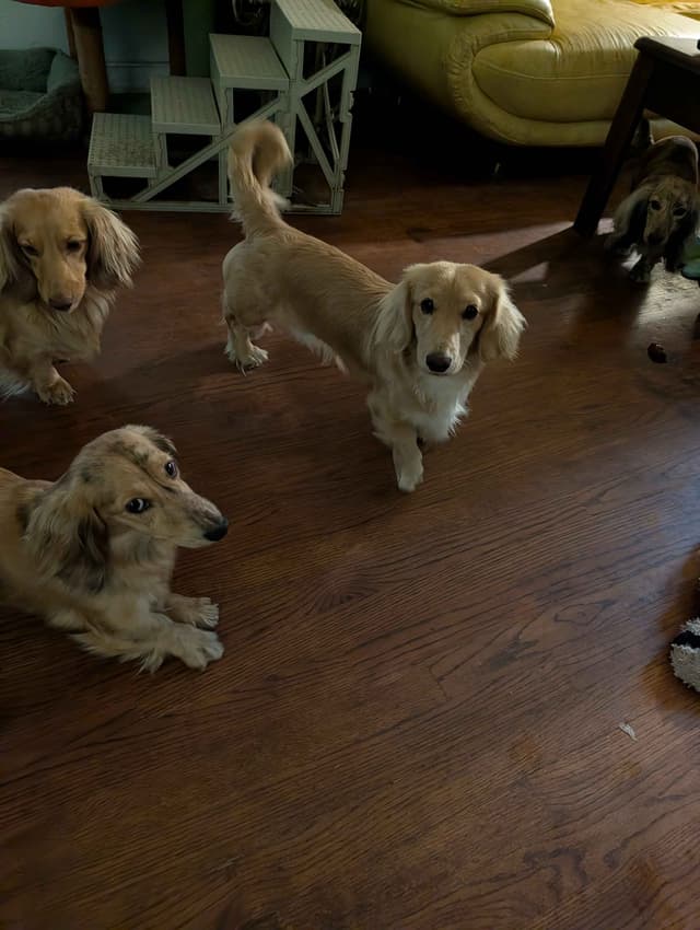 Long-haired mini Dachshund Puppies media 2