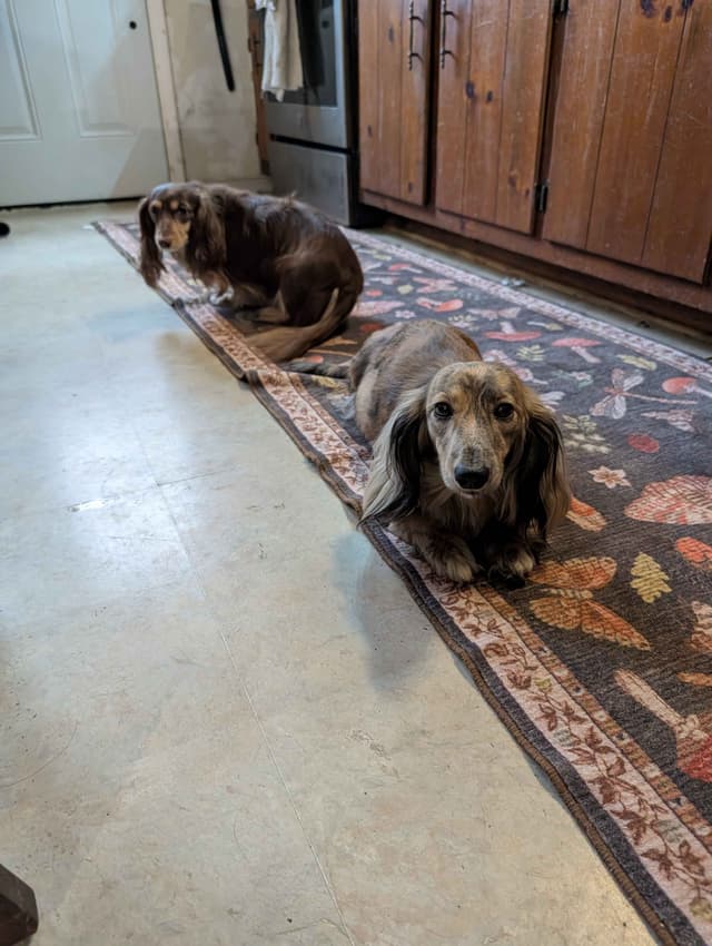 Long-haired mini Dachshund Puppies media 4