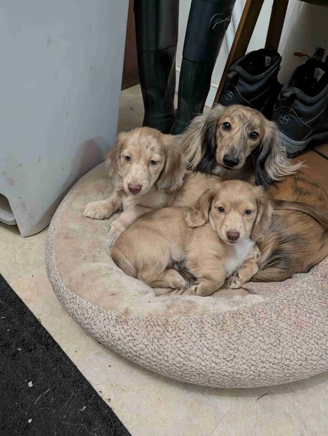 Long-haired mini Dachshund Puppies media 5
