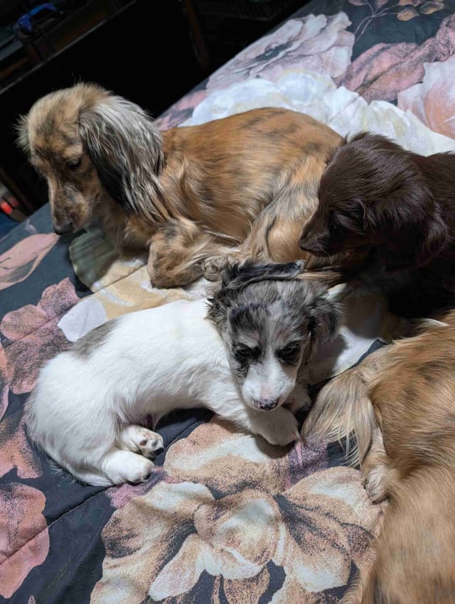Long-haired mini Dachshund Puppies media 7