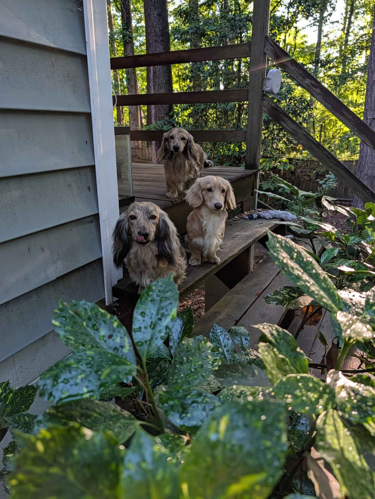 Long-haired mini Dachshund Puppies breeder image 2