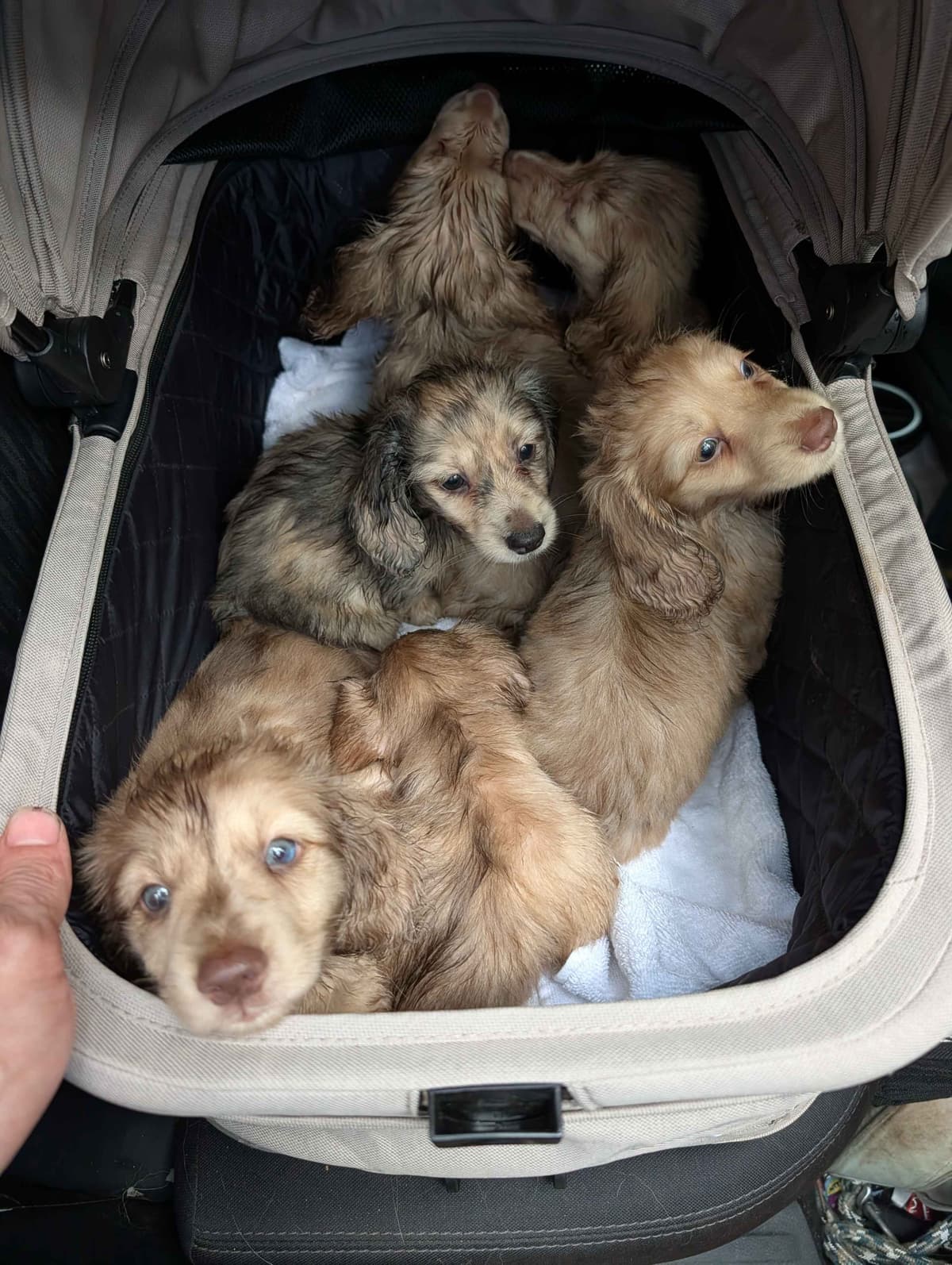 Long-haired mini Dachshund Puppies breeder image 7