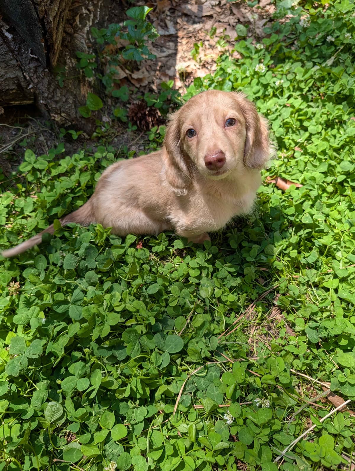 Long-haired mini Dachshund Puppies breeder image 9