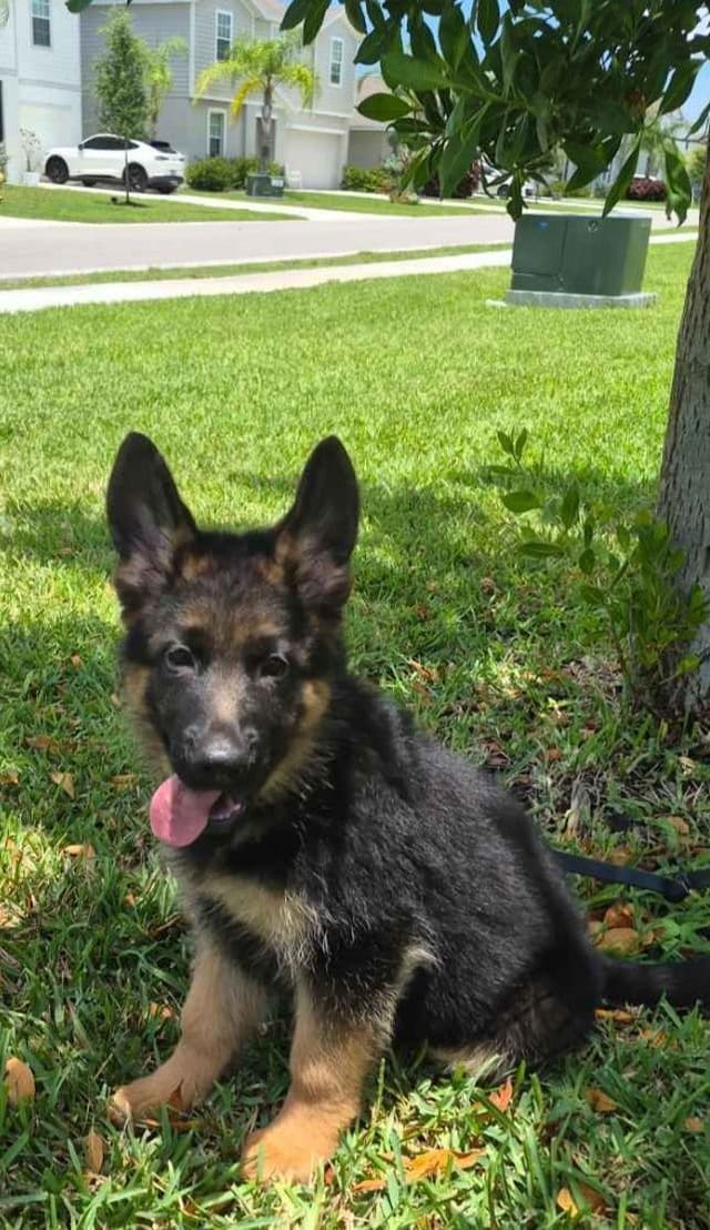 EISENPFAD German shepherd puppies media 3