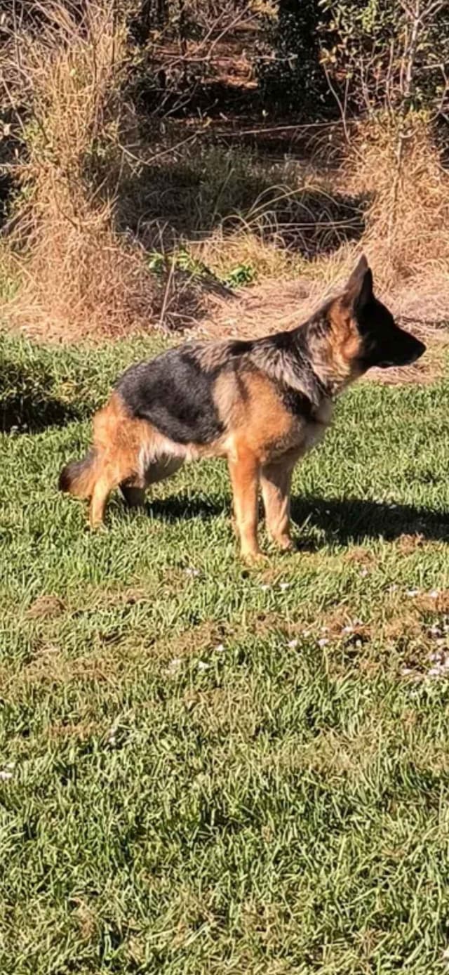 EISENPFAD German shepherd puppies media 6