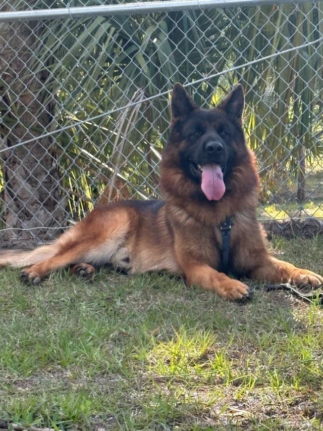 EISENPFAD German shepherd puppies media 8
