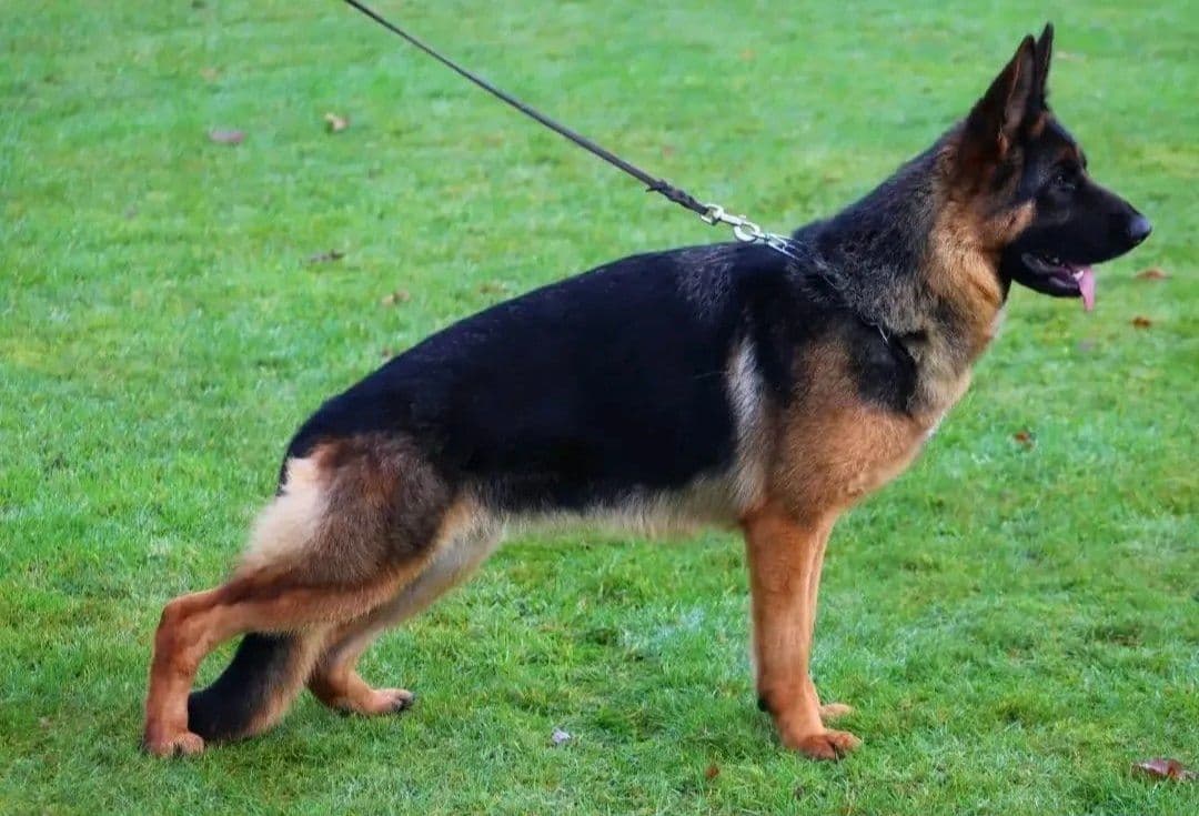 EISENPFAD German shepherd puppies breeder image 1