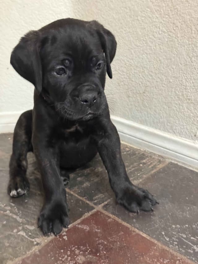Cane Corso Puppies media 3