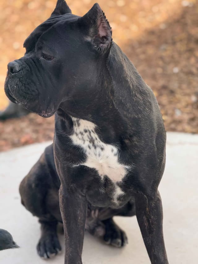 Cane Corso Puppies media 4