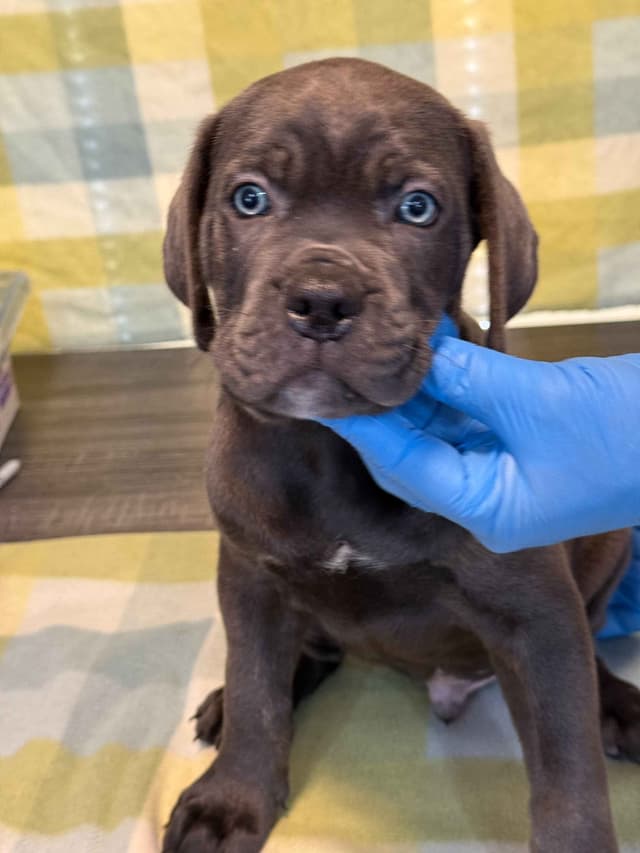 Cane Corso Puppies media 5