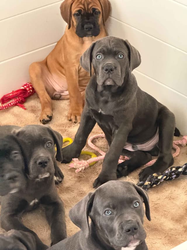 Cane Corso Puppies media 6