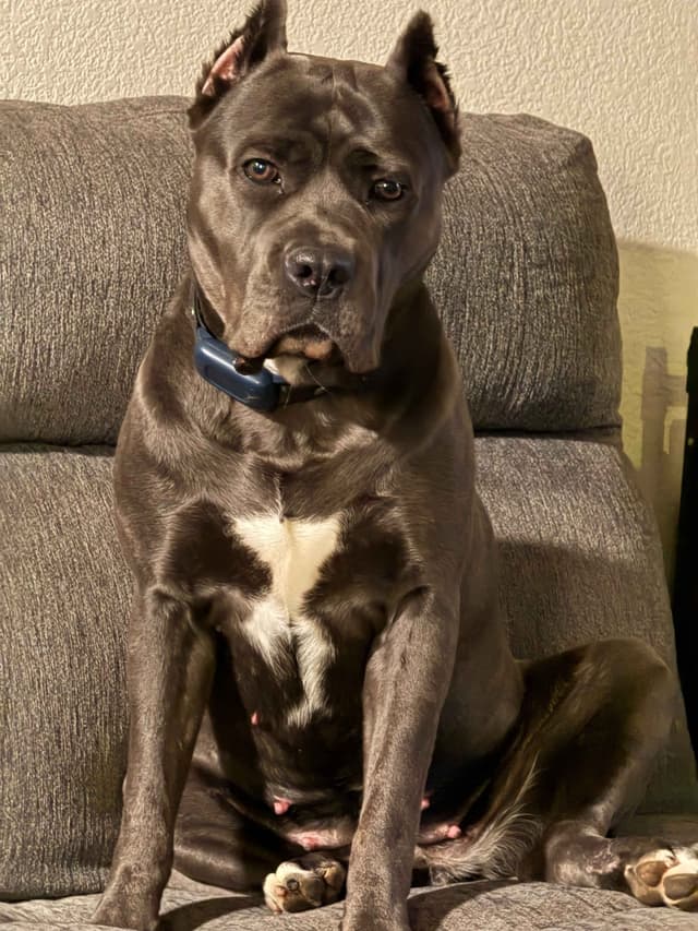 Cane Corso Puppies media 7