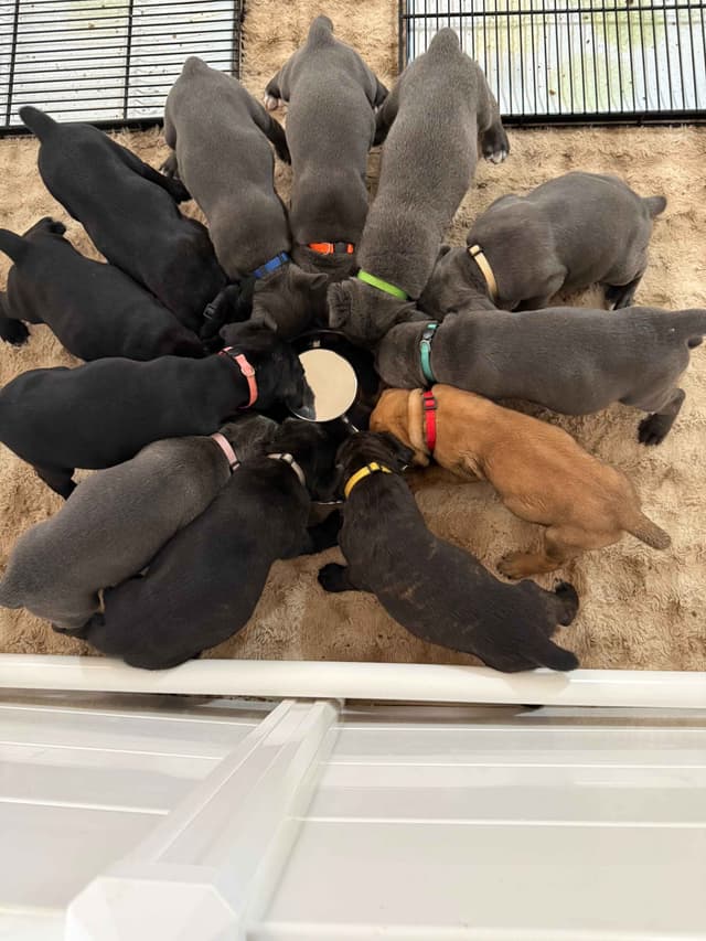 Cane Corso Puppies media 8