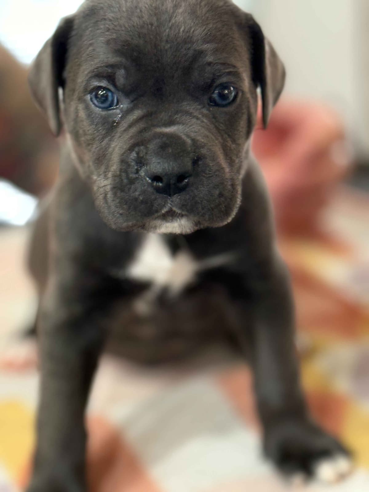 Cane Corso Puppies breeder image 4