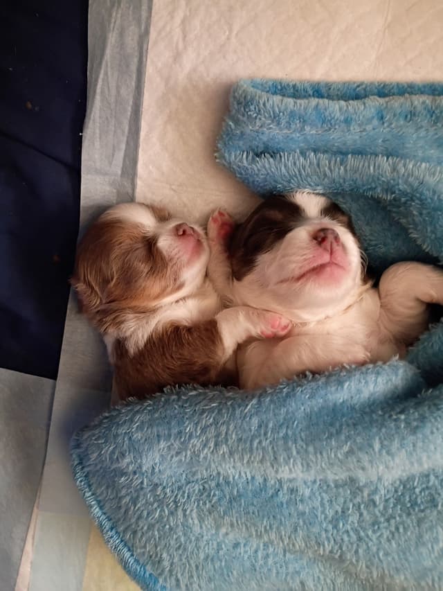 Chihuahua Puppies media 5