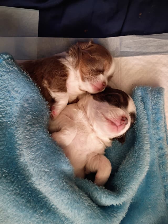 Chihuahua Puppies media 6