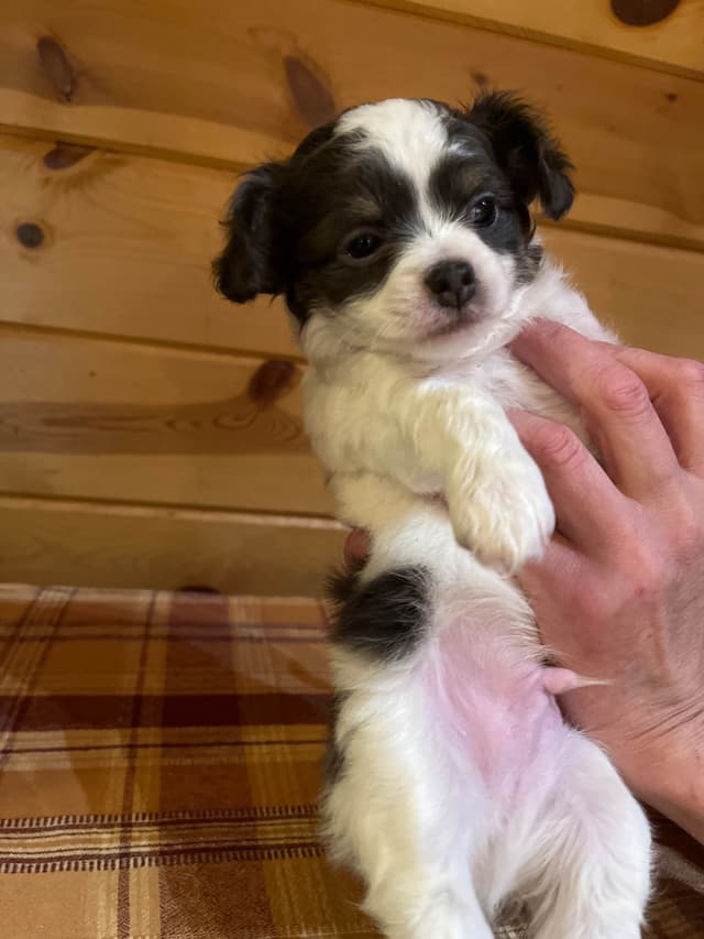 Chihuahua Puppies media 4
