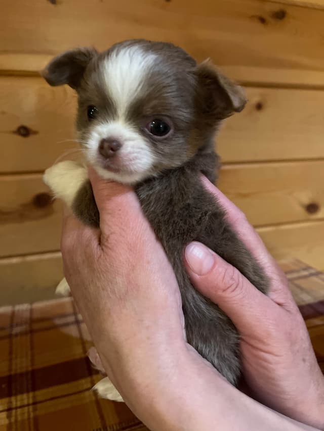 Chihuahua Puppies media 3