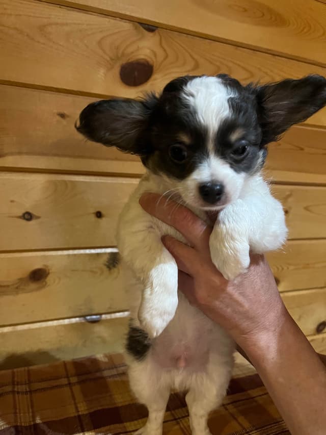 Chihuahua Puppies media 2