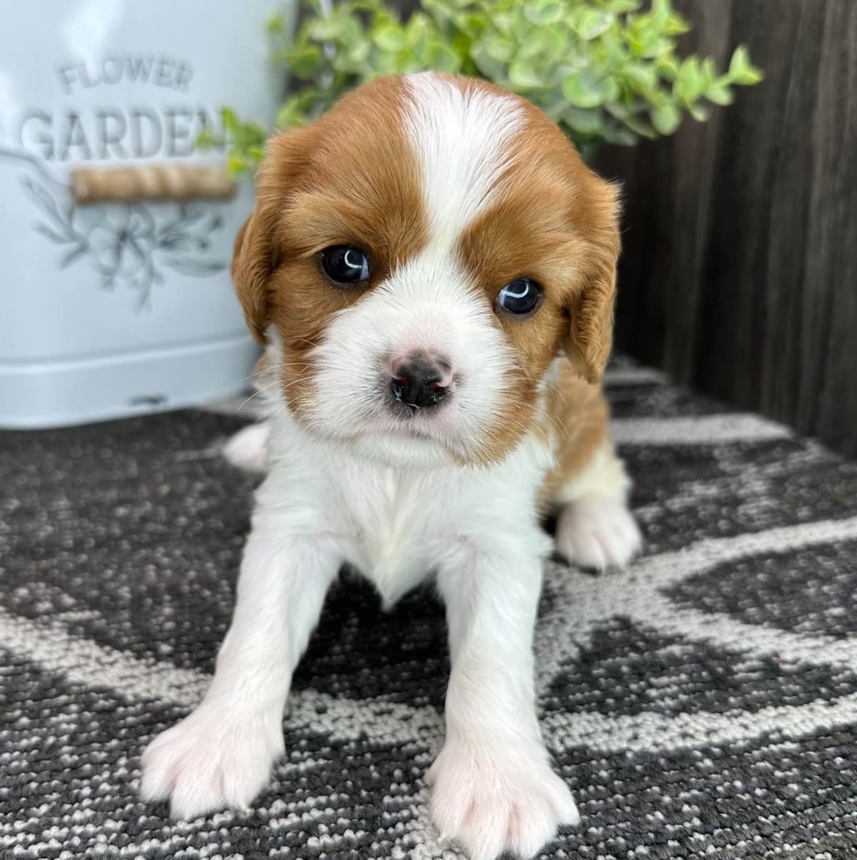 Shih Tzu Puppies breeder image 1