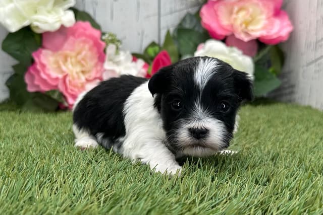 Havanese Puppies media 5