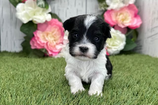 Havanese Puppies media 6