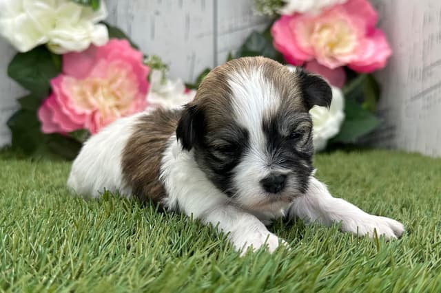Havanese Puppies media 8