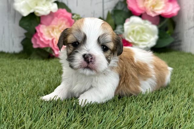 Havanese Puppies media 9