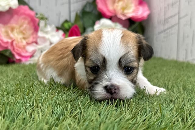 Havanese Puppies media 10