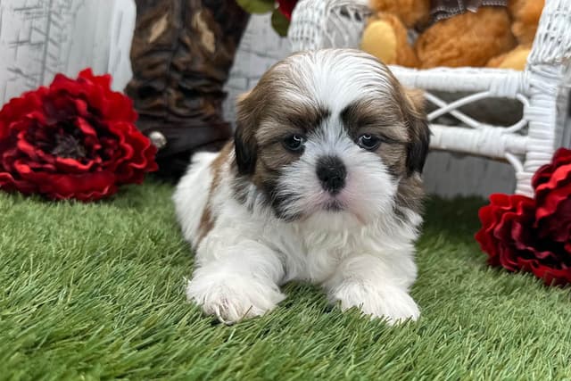 Shih Tzu Puppies media 4