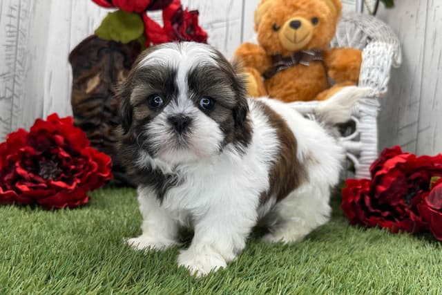 Shih Tzu Puppies media 5