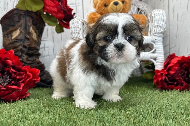 Shih Tzu Puppies media 6