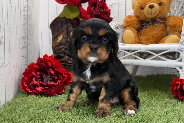 Cavalier King Charles Spaniel Puppies media 2