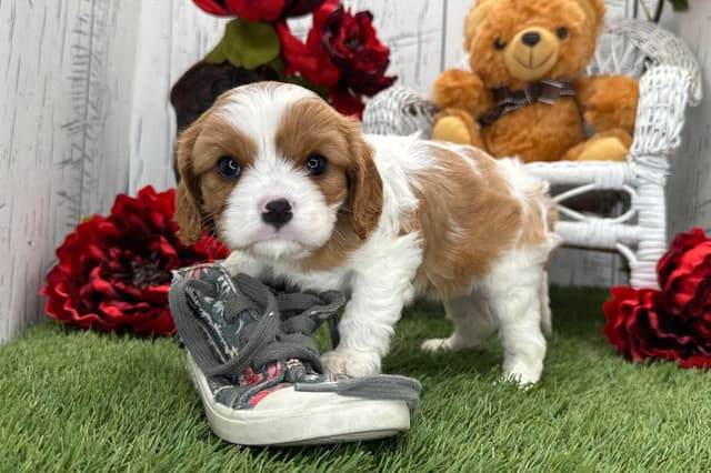 Cavalier King Charles Spaniel Puppies media 3