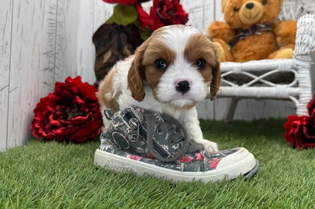 Cavalier King Charles Spaniel Puppies media 4