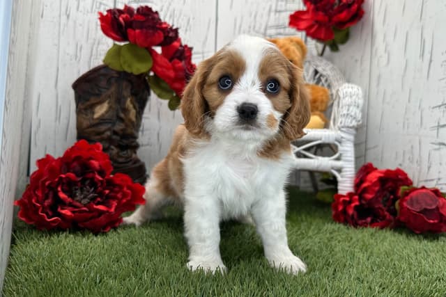 Cavalier King Charles Spaniel Puppies media 2