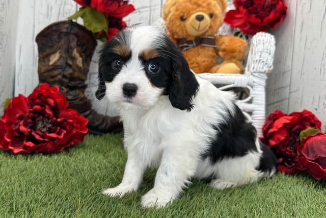 Cavalier King Charles Spaniel Puppies media 3