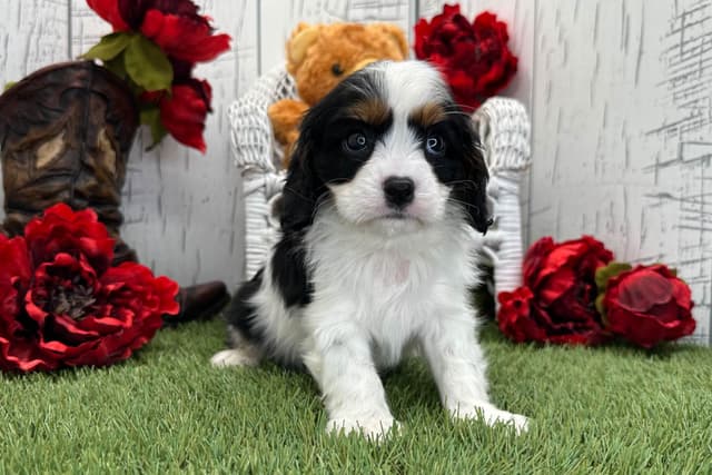 Cavalier King Charles Spaniel Puppies media 4